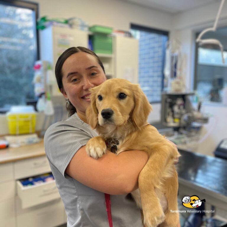 Turramurra Vet 5 768x768