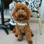 Zenith Cafe 1 150x150