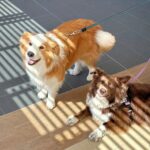 Zenith Cafe 2 150x150