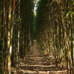 Bamboo Grove 17 150x150