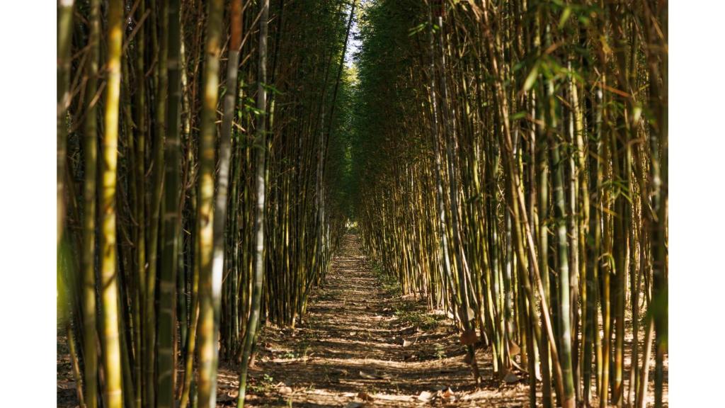 Bamboo Grove 17
