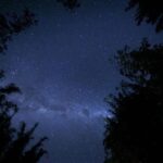 Bamboo Grove 19 150x150