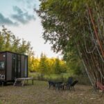 Bamboo Grove 6 150x150