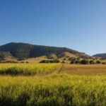 Bamboo Grove 9 150x150