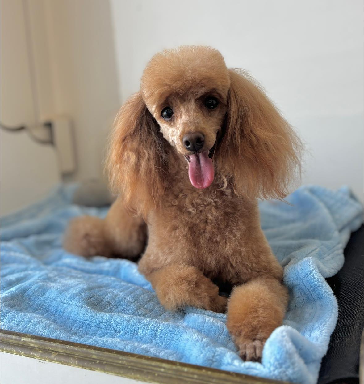 Emmas Little Groom Room 3