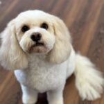 Emmas Little Groom Room 4 150x150