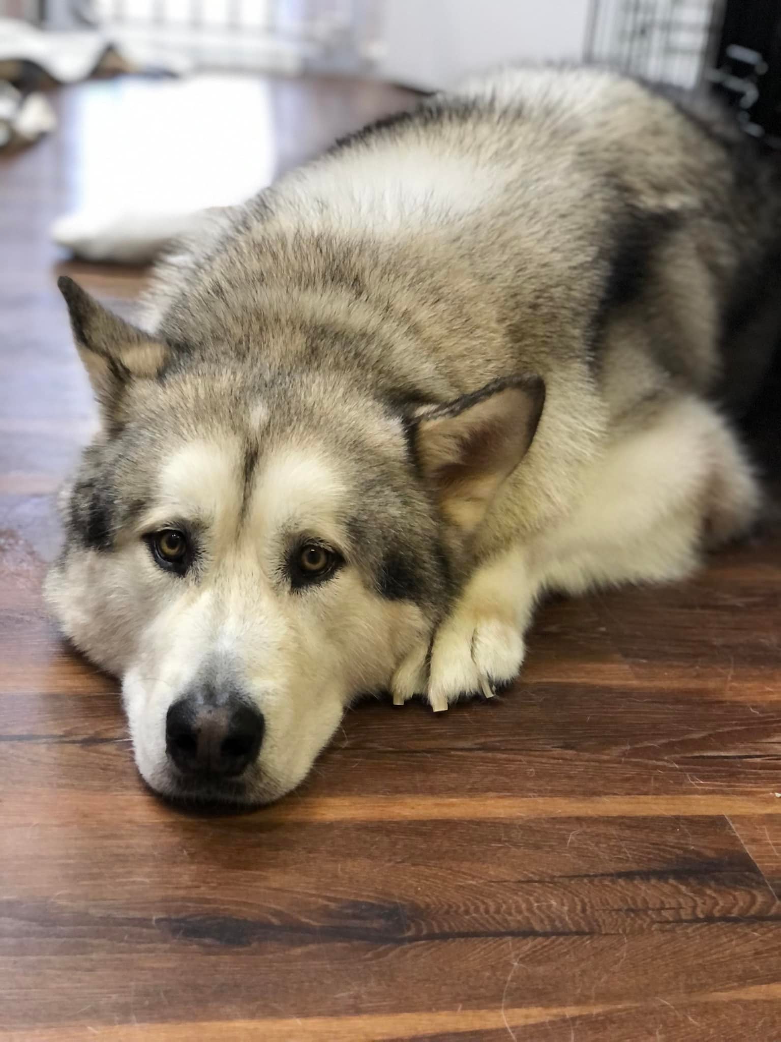 Emmas Little Groom Room 5