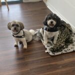 Emmas Little Groom Room 7 150x150