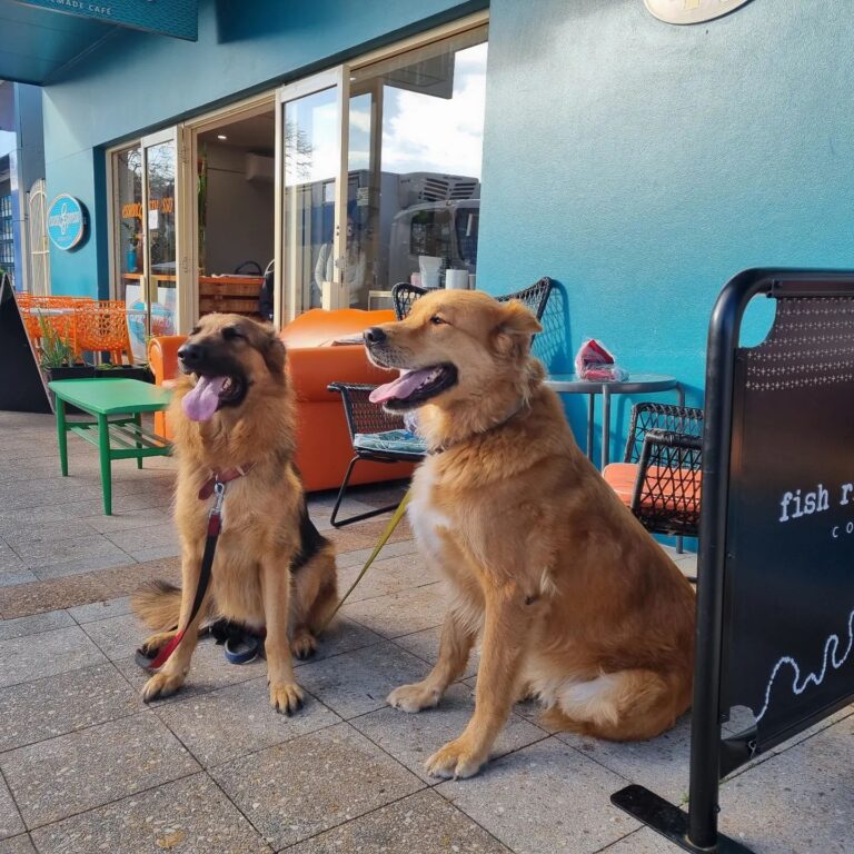 Essence Cafe 6 768x768