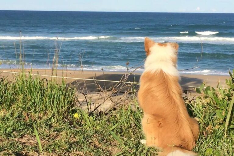 Finns Beach House 900600 3 768x512