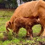 Kenzell Farm Camping 2 150x150