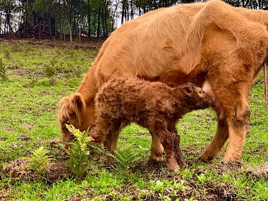Kenzell Farm Camping 2