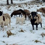 Kenzell Farm Camping 4 150x150