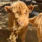 Kenzell Farm Camping 4 150x150