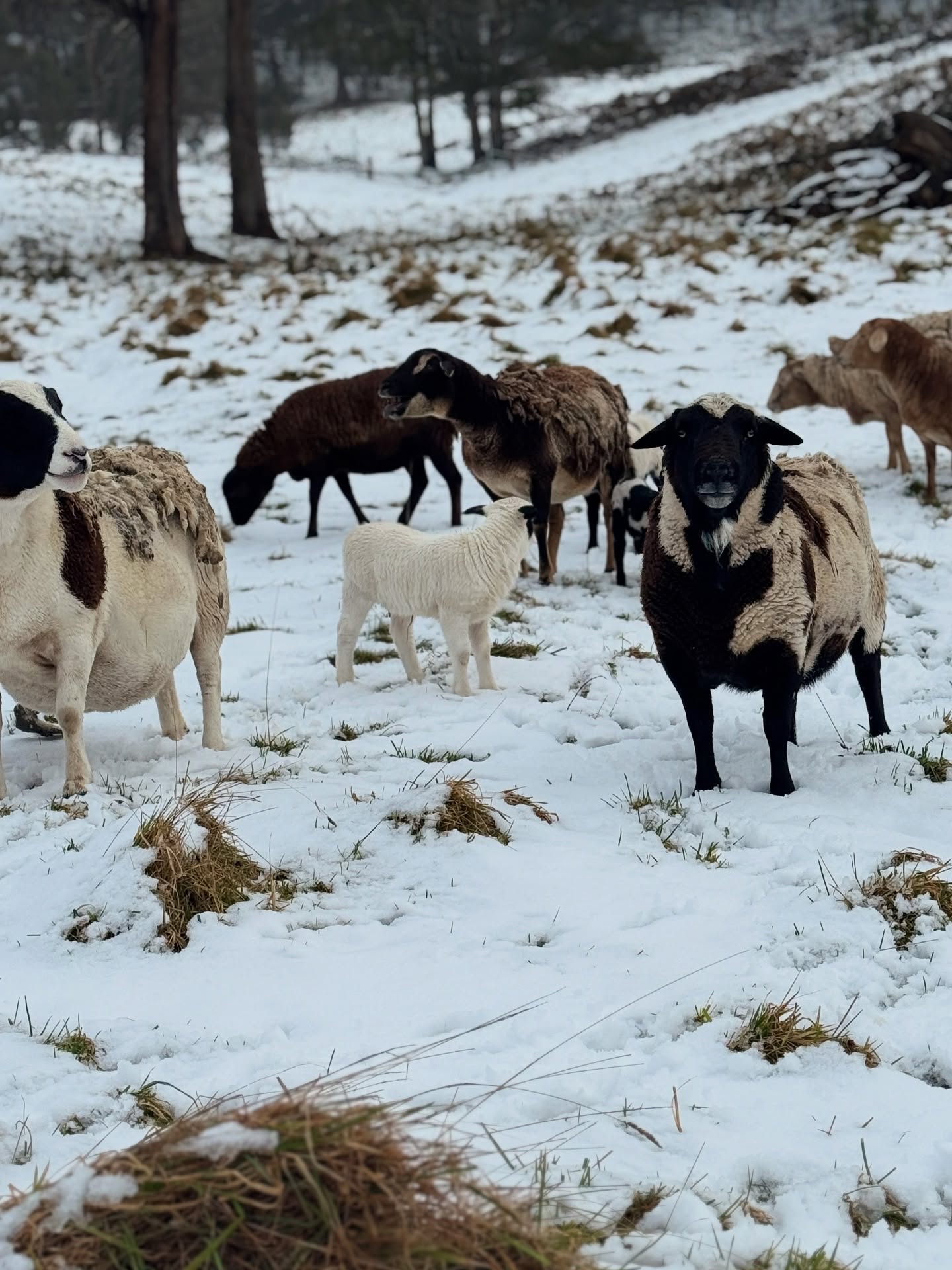 Kenzell Farm Camping 4