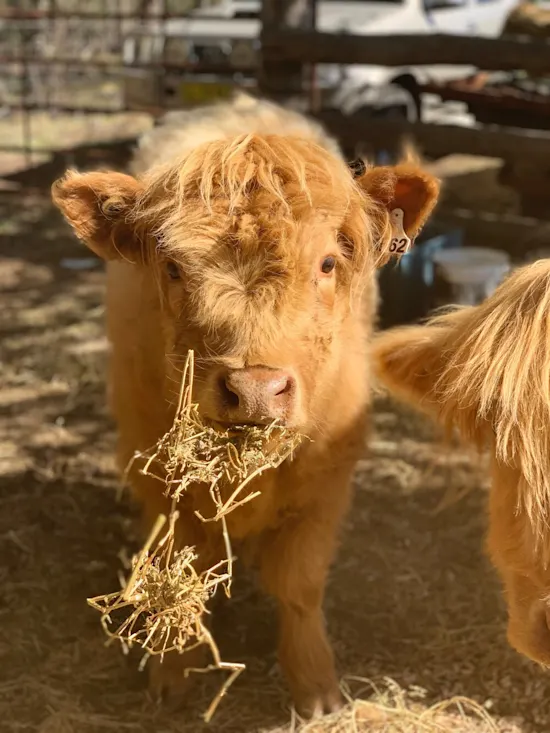 Kenzell Farm Camping 4