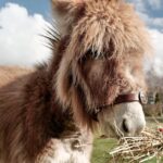 Kenzell Farm Camping 5 150x150