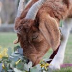 Kenzell Farm Camping 6 150x150