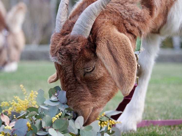 Kenzell Farm Camping 6