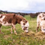 McKeowns Rest 8 150x150