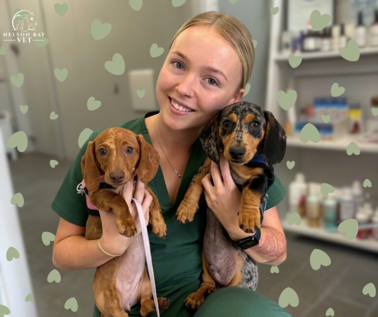 Nelson Bay Vet 2 768x644