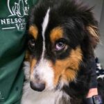 Nelson Bay Vet 3 150x150