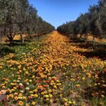 Olive Grove Retreat 1 150x150