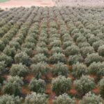 Olive Grove Retreat 2 10 150x150