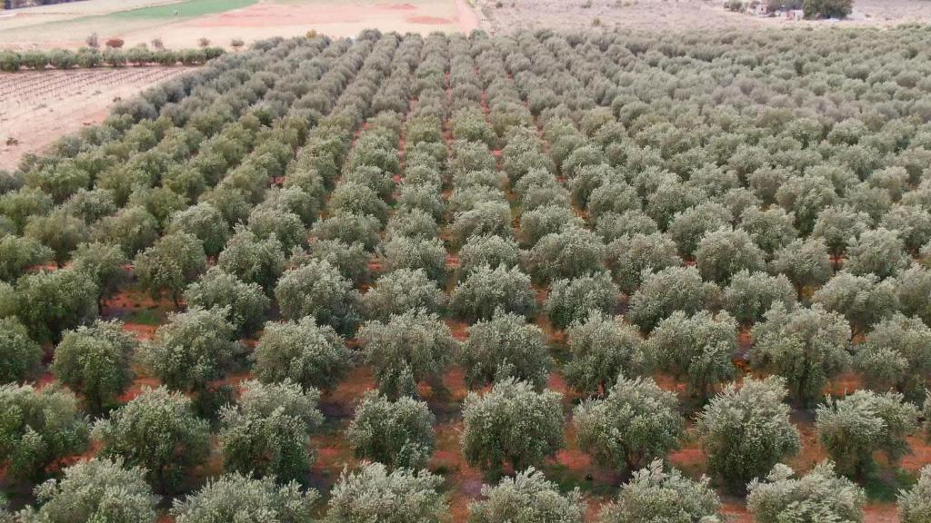 Olive Grove Retreat 2 10