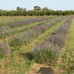 Olive Grove Retreat 2 11 150x150