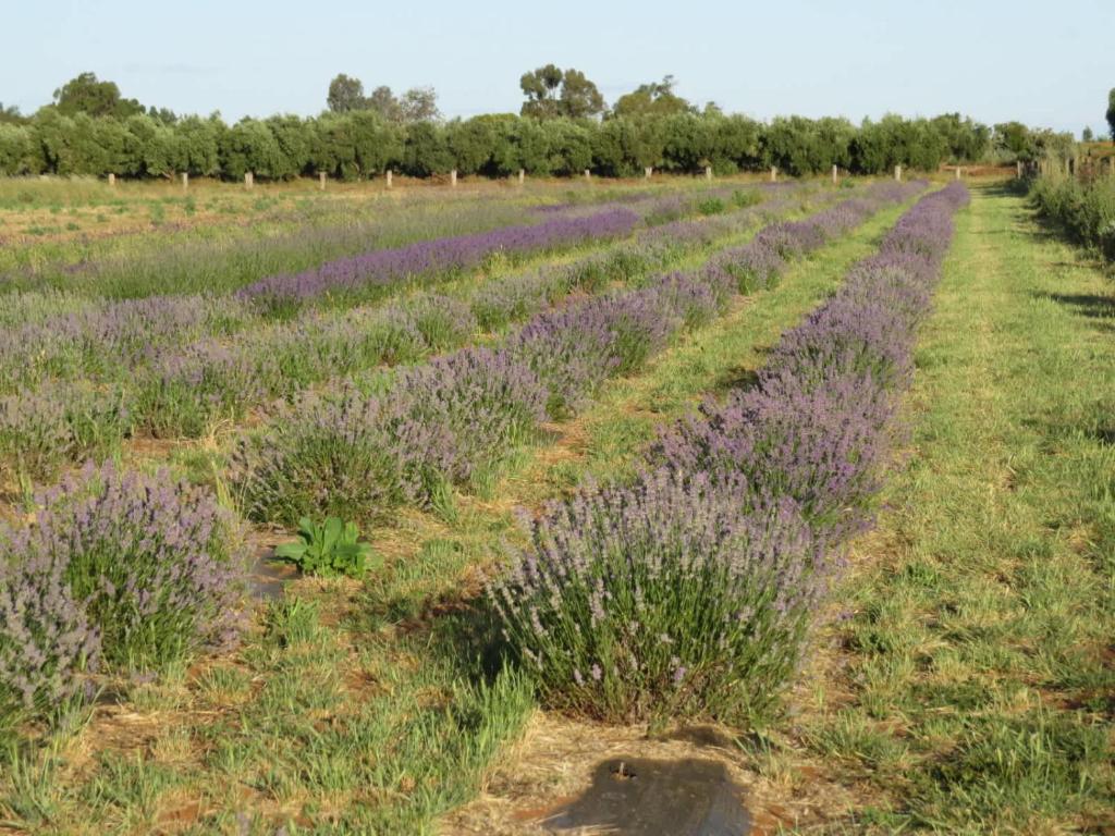 Olive Grove Retreat 2 11