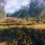 Olive Grove Retreat 2 13 150x150