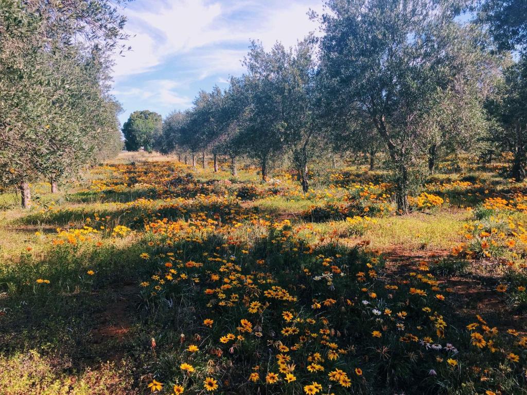 Olive Grove Retreat 2 13