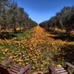 Olive Grove Retreat 2 15 150x150