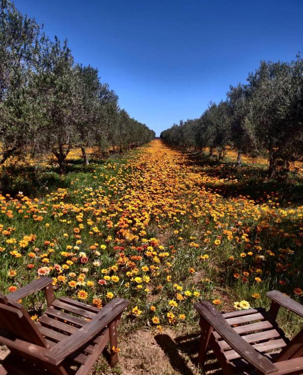 Olive Grove Retreat 2 15