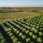 Olive Grove Retreat 2 150x150