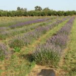 Olive Grove Retreat 4 150x150