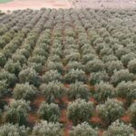 Olive Grove Retreat 5 150x150