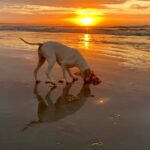 Paws by the Sea 37 150x150