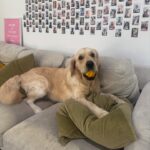 Pets Juicy 1 150x150