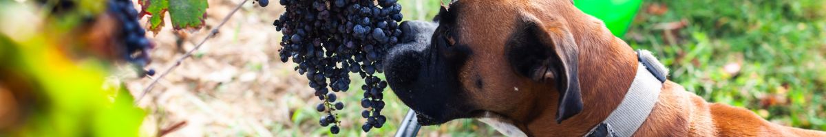 Adelaide Hills Hero Laptop