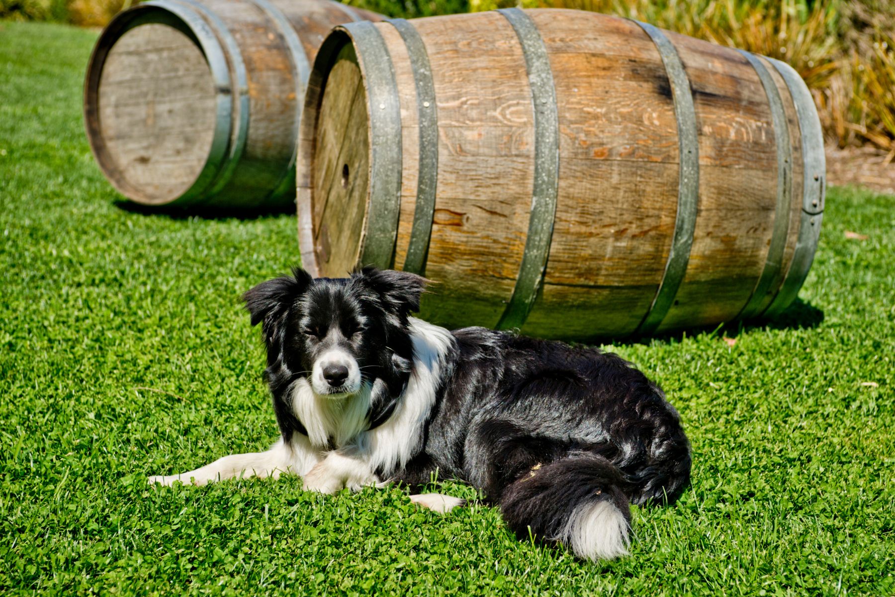 Adelaide Hills Hero Mobile