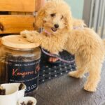 Bostons Espresso 100 150x150