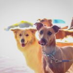 Hollow Beach Bar 2 150x150