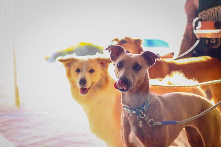 Hollow Beach Bar 2 768x512