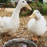 Joans Pantry New 2 150x150