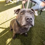 The Peninsula 2 150x150