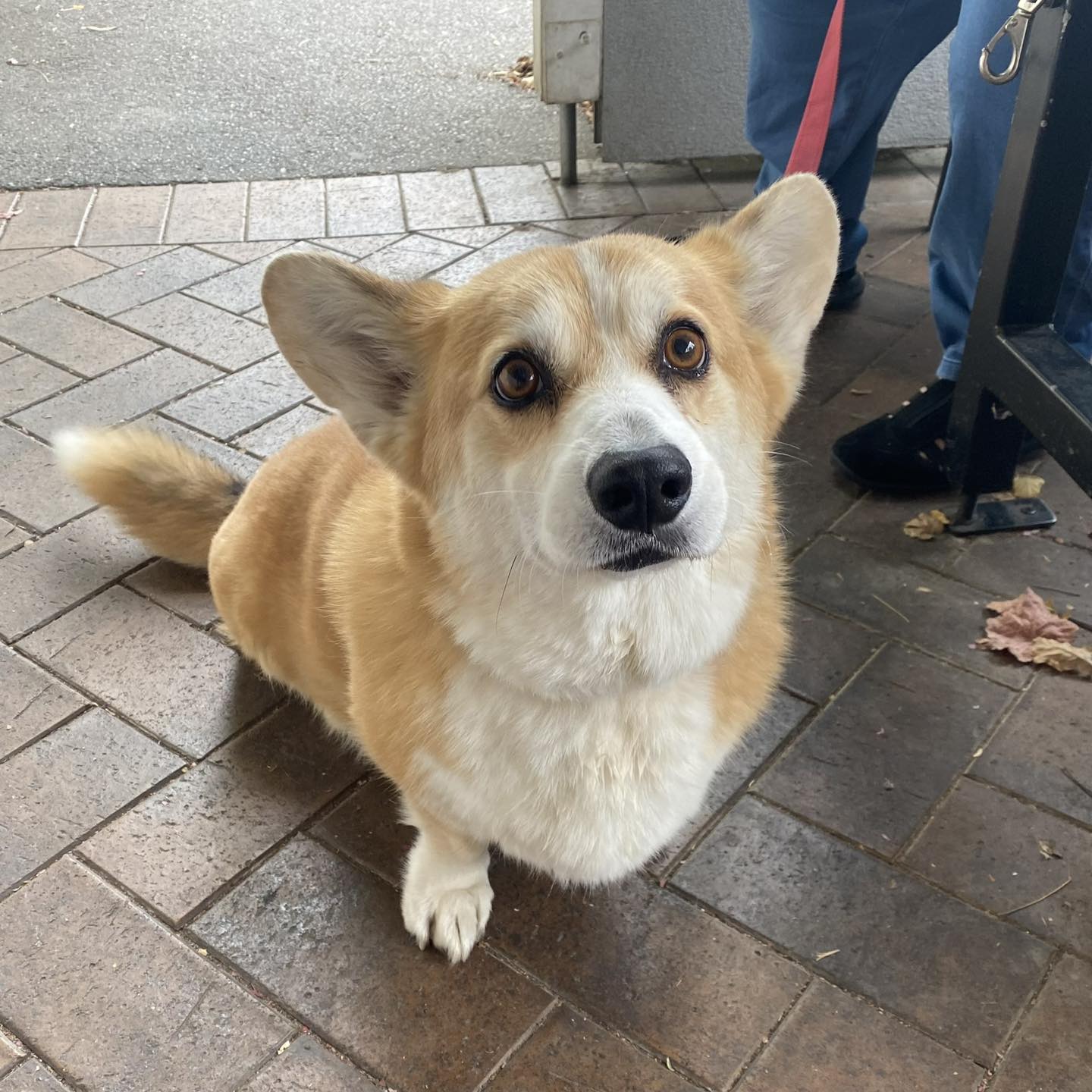 Woodside Providore 17