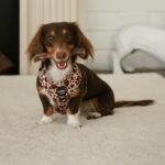 Woofalicious 2 150x150