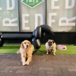 Fred Eatery 15 150x150